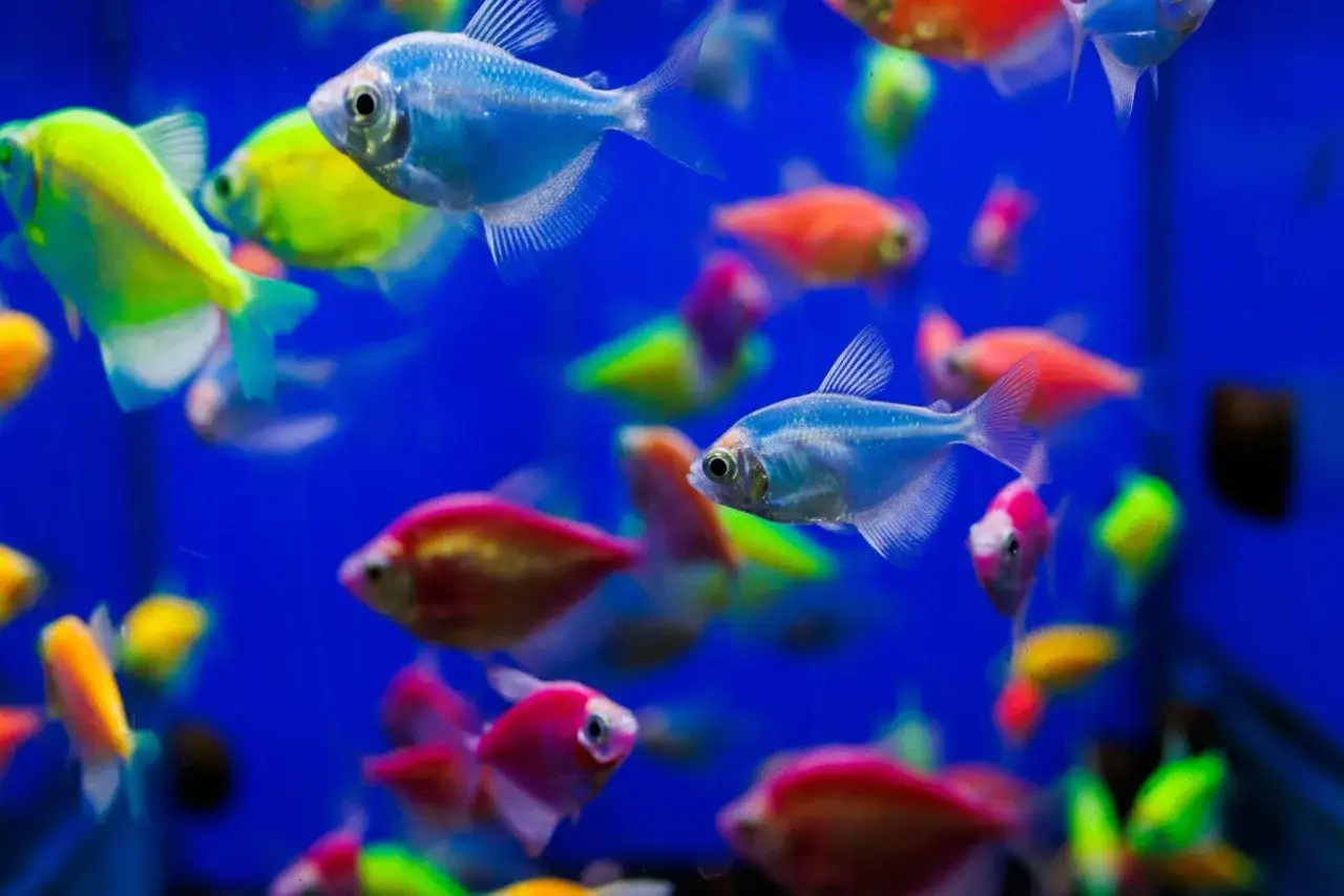 En flock neonfärgade fiskar, som en levande rainbow shiner-parad, simmar i ett blått akvarium.