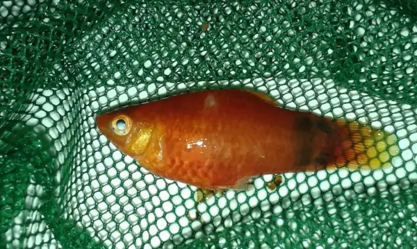 En orange platy i ett grönt nät. Fisken har en mörkare fläck på stjärten och verkar ha en platy temperatur.