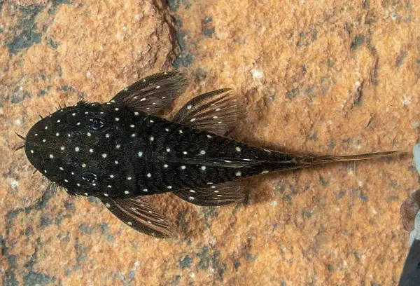 En prickig mal med vita prickar på mörk botten vilar på en sten.