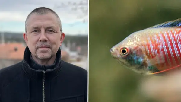 Man i svart jacka bredvid en akvariefisk. Höga halter av nitrit i akvarium kan vara skadligt för fisken.