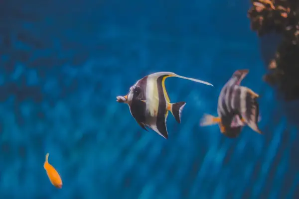 Fiskar simmar i ett akvarium med blått vatten. En fisk med svarta, vita och gula ränder simmar framför en annan randig fisk. En liten orange fisk syns också. Salt till akvarium behövs för att skapa en miljö där dessa vackra varelser kan trivas.