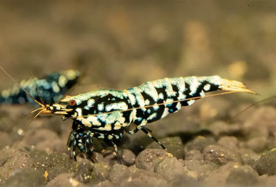 Harlekinräka i akvarium - Allt du behöver veta innan köp