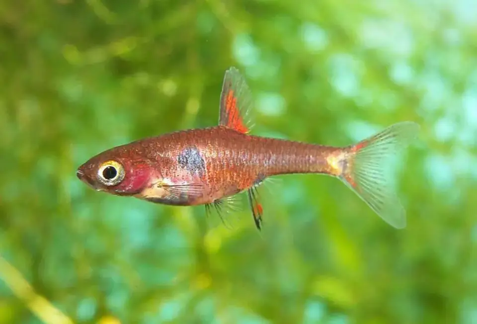Boraras maculatus - Komplett guide för akvarium och skötsel