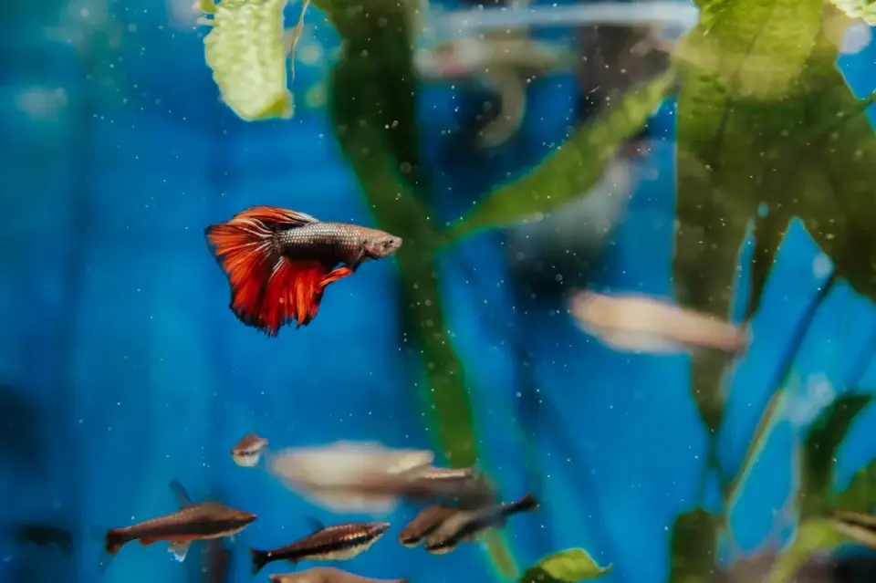 Kampfisk akvarium storlek - Välj rätt för ett lyckligt liv
